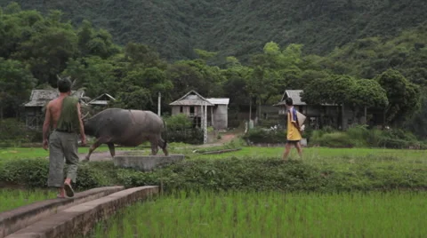 Vietnamese farmers meet while walking the bull in rice fields of Sapa Mai Chau V Stock Footage 66878684