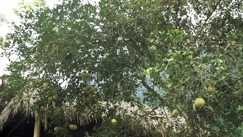 Vietnamese Fruit Tree 動画素材 127368667