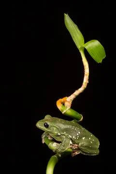 Vietnamese Gliding Frog Foto stock