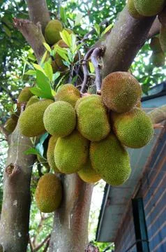 Vietnamese jackfruit tree Stock Photos