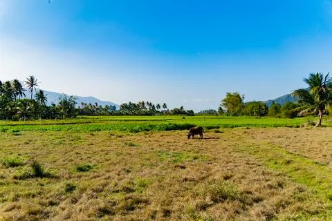 Vietnamese landscape. Foto stock