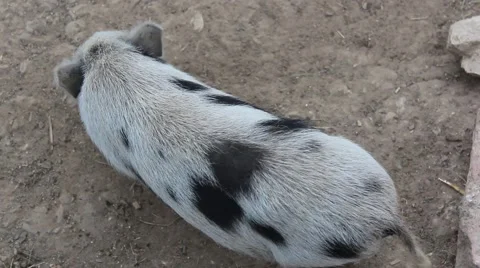 Vietnamese mini pig from top Stock Footage 65767536