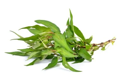 Vietnamese mint isolated on white background Stock Photos