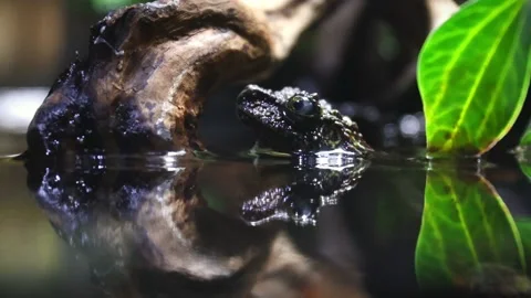 Vietnamese Mossy Frog (Theloderma corticale) – 4K Close-Up Camouflage Master Stockbeeldmateriaal 313366182