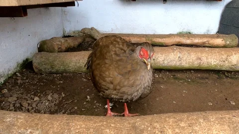 Vietnamese pheasant Stock Footage 262533485