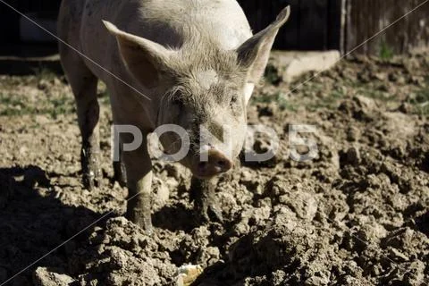 Vietnamese pig in farm, wild domestic animals Stock Photos