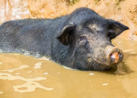 Vietnamese pig 库存照片