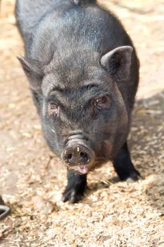 Vietnamese pig Stock Photos