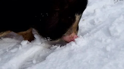 Vietnamese pig in the snow Stock Footage 46619805