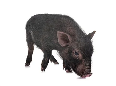Vietnamese pig in studio Stock Photos