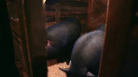 Vietnamese pigs in a barn Stock Footage 224521927