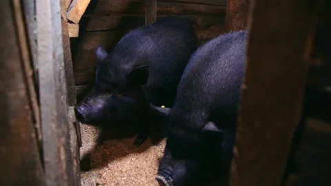 Vietnamese pigs in a barn Stock Footage 224522005