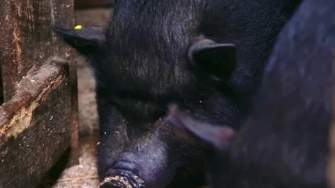 Vietnamese pigs in a barn Stock Footage 224522129