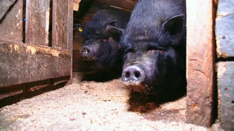Vietnamese pigs in a barn Stock Footage 224522196