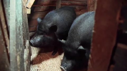 Vietnamese pigs close up in an aviary Stock Footage 168967974