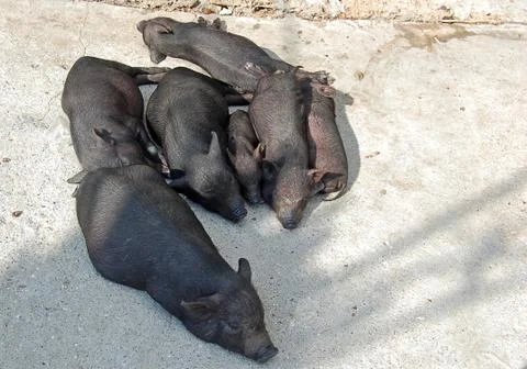 Vietnamese pigs Foto stock