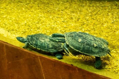 Vietnamese Pond turtle Stock Photos