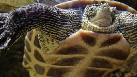Vietnamese pond turtle's intricate patterns and gentle features come into focus. Stock Footage 273349128