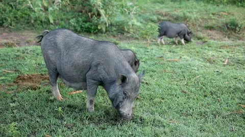 Vietnamese Potbelly Pig Stock Footage