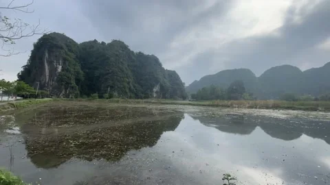 Vietnamese rice field Stock Footage 239161027