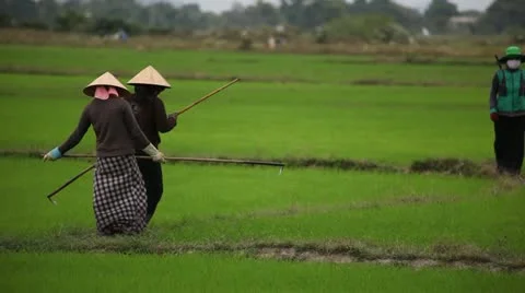 Vietnamese rice fields Video stock 12453996