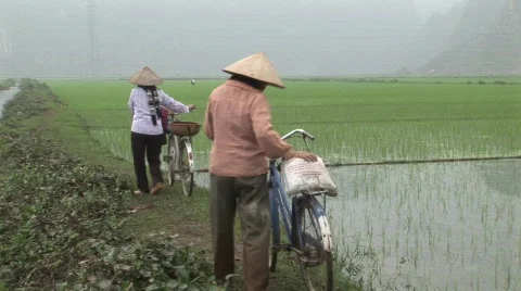 Vietnamese rice workers Stock Footage 476053