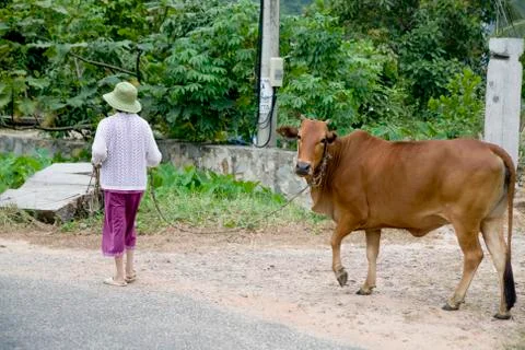 Vietnamese woman and a cow,tropical forest at Con Dao island in Vietnam. Stock Photos