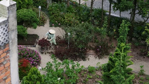 Vietnamese woman wearing conical hat gardening Видео 341961663