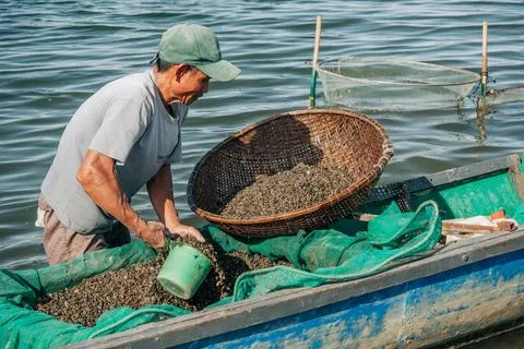 Vietnamese Worker Scooping Clams into Small Blue Boat Stock Photos