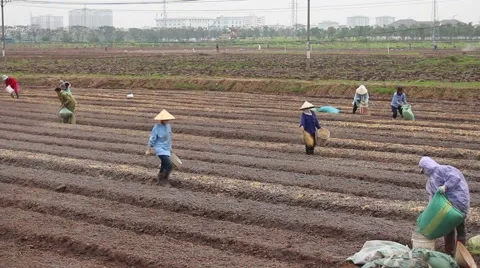 Vietnamese Workers are planting vegetables Stock Footage 58627465