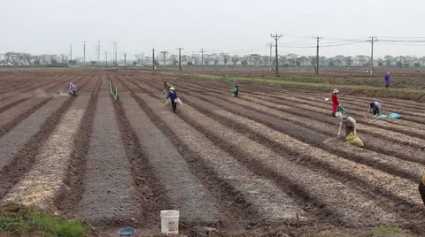 Vietnamese Workers are planting vegetables Stock Footage 58627482