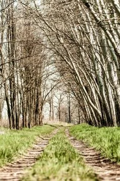 View on an abandoned road between the trees Stock Photos