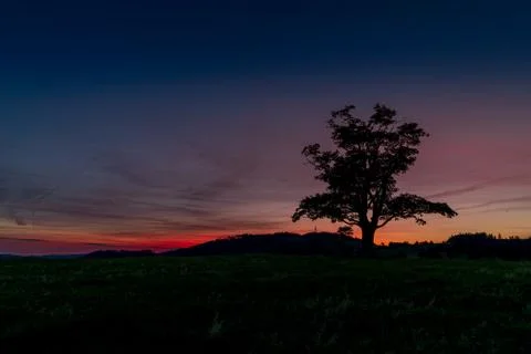 View of an abandoned tree on a hill beyond the horizon of a sunset orange col Фото