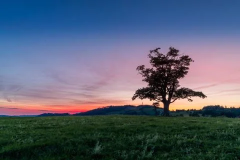 View of an abandoned tree on a hill beyond the horizon of a sunset orange col Foto stock