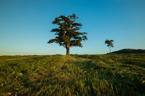 View of an abandoned tree on a hill beyond the horizon of a sunset orange col Фото