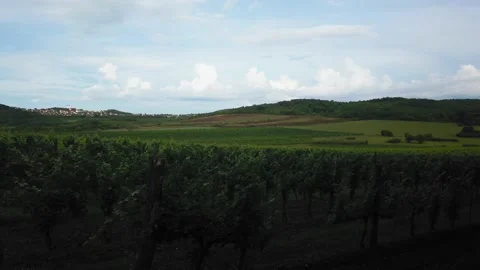 View of Abbey of Tihany from a vineyard - rows of grape planting -  4k footage Stock Footage 139804686