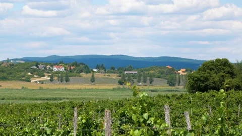 View of Abbey Tihany from a vineyard - rows of grape planting - 4k footage Stock Footage 150585766