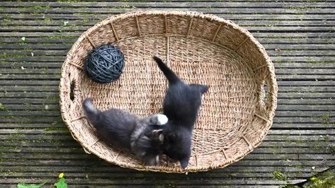 View from about of a wicker basket with two little playing kittens Stock Footage 278533469