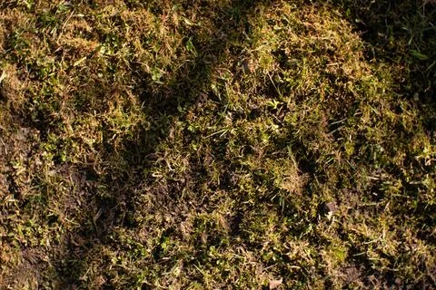 View from above. Background of the ground in the vegetable garden covered with Stock Photos
