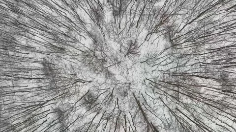 View from above bare winter trees in snow forest Stock Footage 169991022