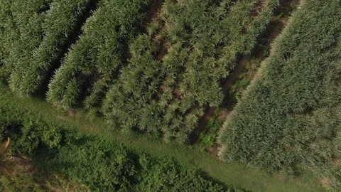 View from above of a cane field. growing cane, ecological products Stock Footage 116190140