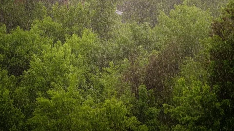 View from above, city park , spring day, thunderstorm in city, strong wind and Video stock 90801549
