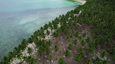 View from above to Coconut beach in palm trees in the Philippines Stock Footage 275164654