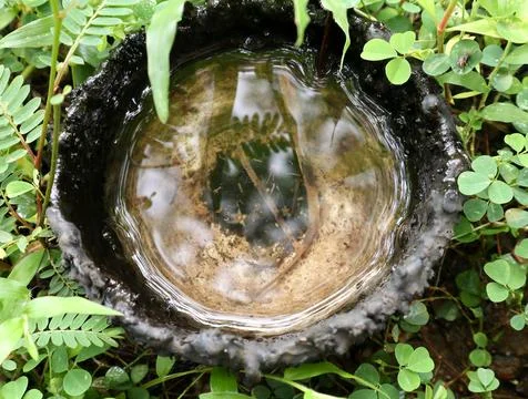 View from above coconut shell filled with rainwater Stock Photos