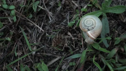 View from above. Cute Helix Aspersa snail slowly opens her brown horns creeping Stock Footage 156700264