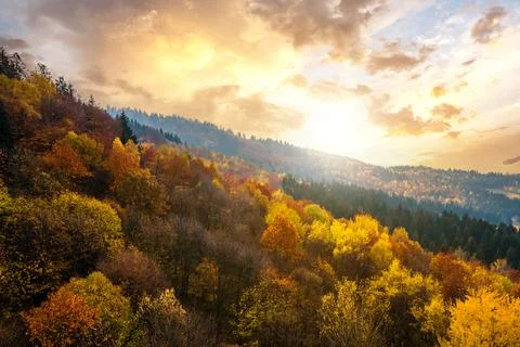 View from above of dense pine forest with canopies of green spruce trees and  Stock Photos