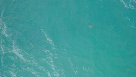 View From Above Of An Eagle Ray Swimming Under Clear Blue Sea In Gold Stock Footage 231439117