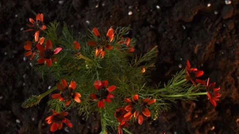 View from above. Festive background. A bouquet of wild red flowers grows out of Stock Footage 241667831