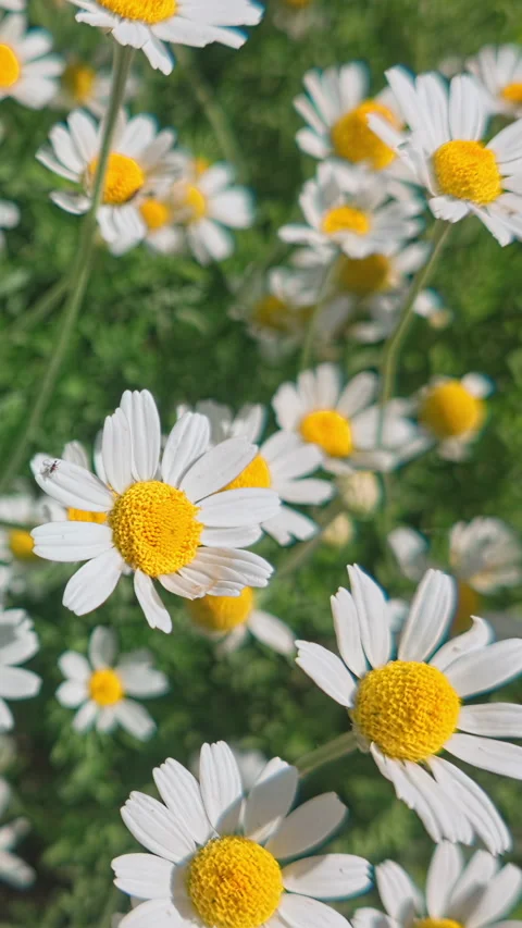 View from above of field of blooming wild chamomile flowers (Matricaria Stock Footage 345862358