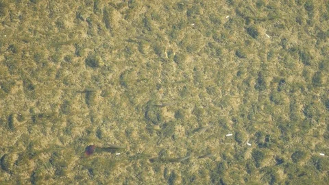 A view from above, a flock of fry in the clear water of a shallow river. 4k Stock Footage 81155244